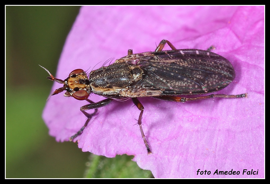 Sciomyzidae dalla Sicilia: Euthycera zelleri.